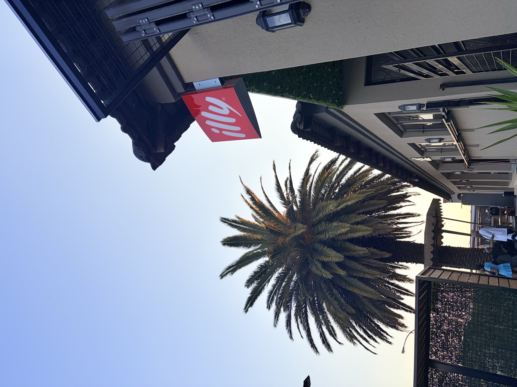 Outside the shop at dusk: a tall palm tree and the illy sign